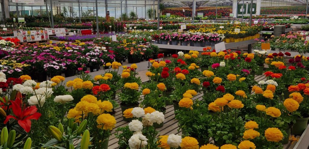 Corte dei Fiori Casalecchio Di Reno (BO)