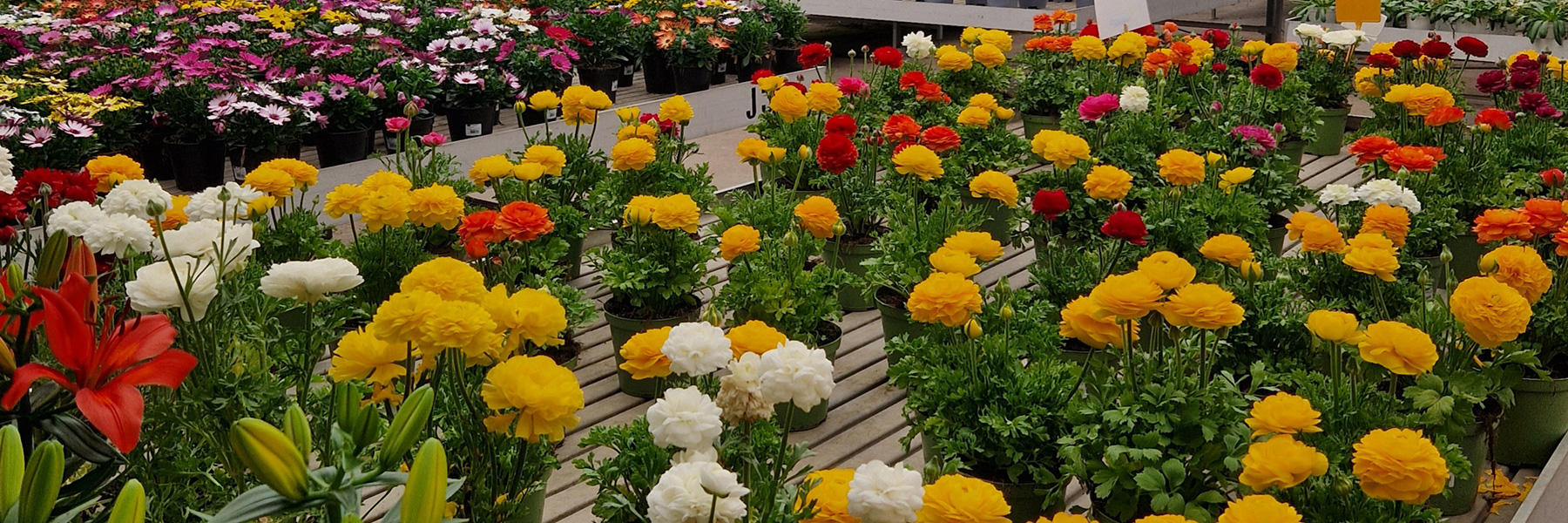 La Corte dei Fiori La Corte dei Fiori