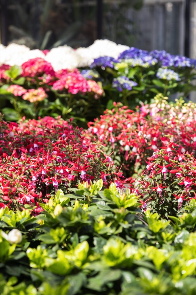 Bavicchi Centro Giardinaggio