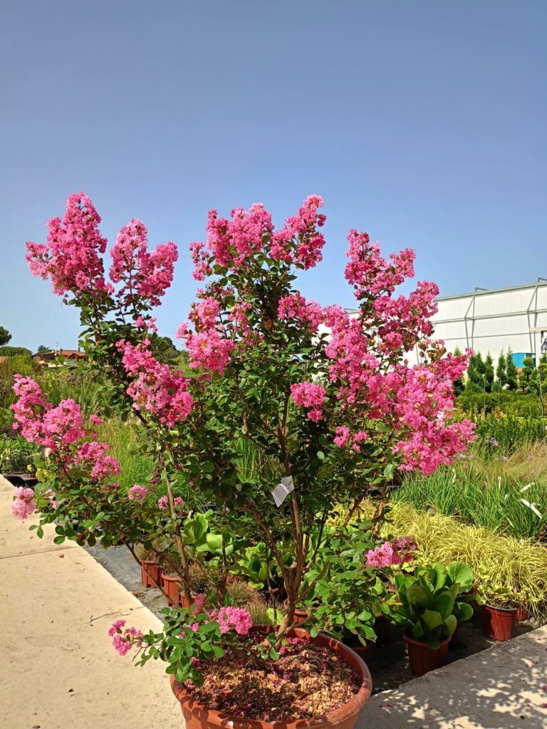 Cellilli Garden Store