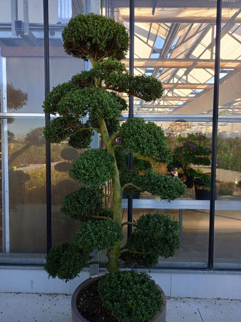 Cellilli Garden Store