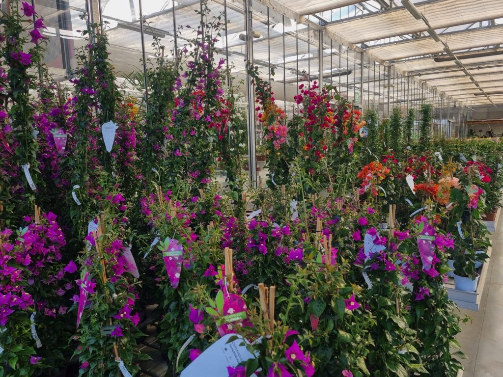 Cellilli Garden Store