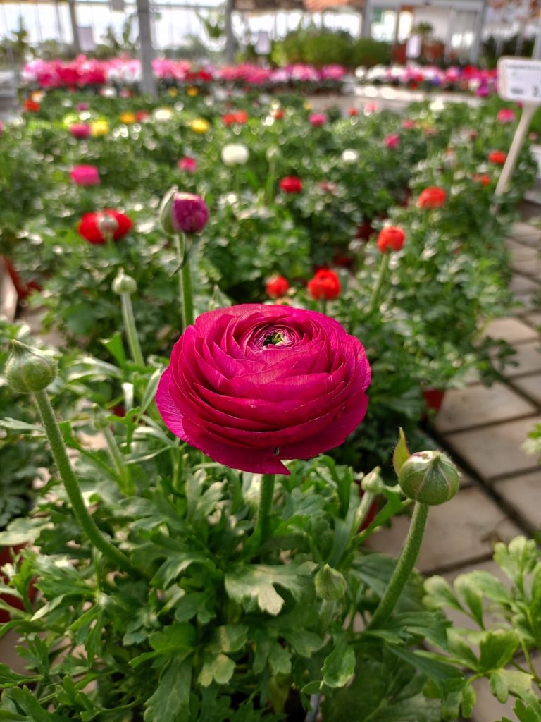 Cellilli Garden Store