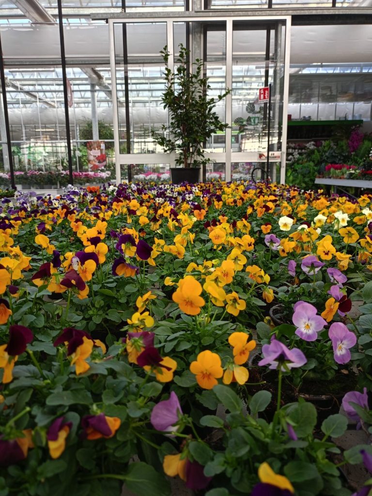 Cellilli Garden Store