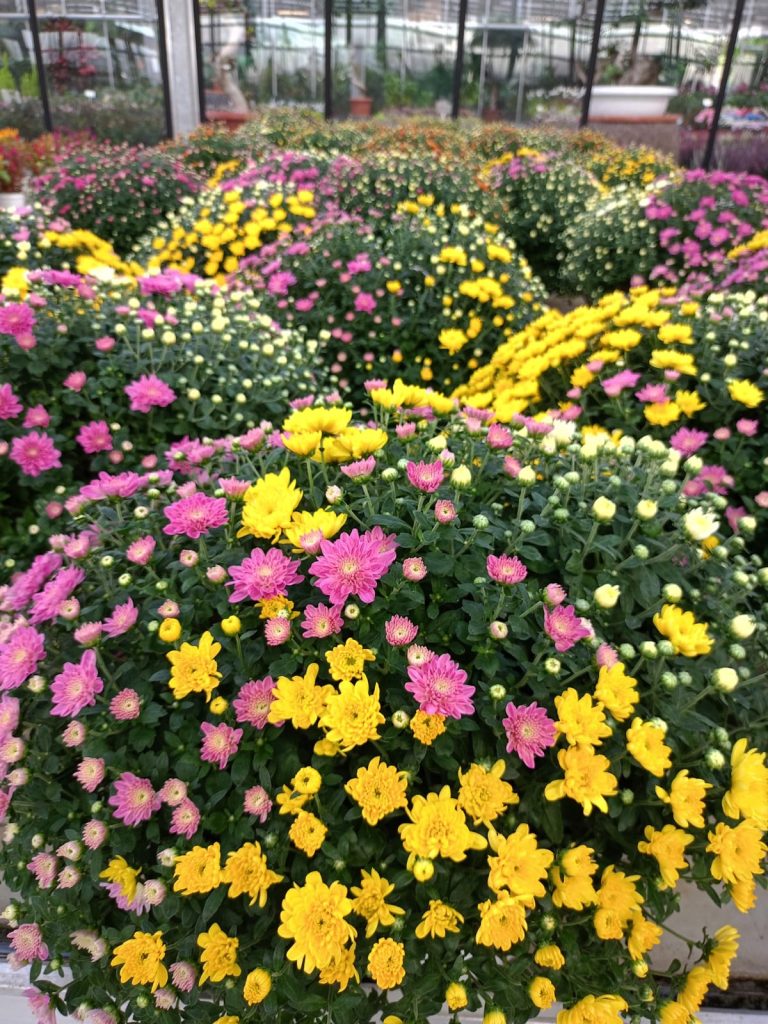 Cellilli Garden Store