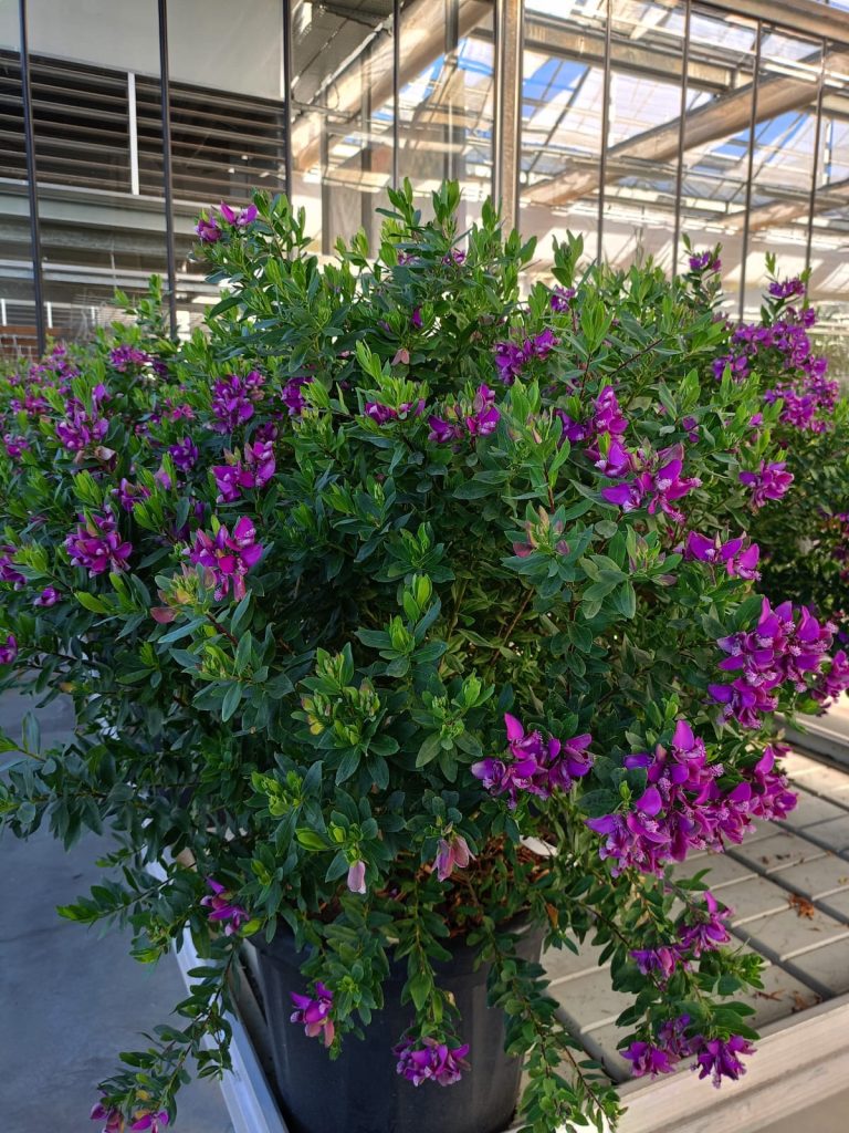 Cellilli Garden Store