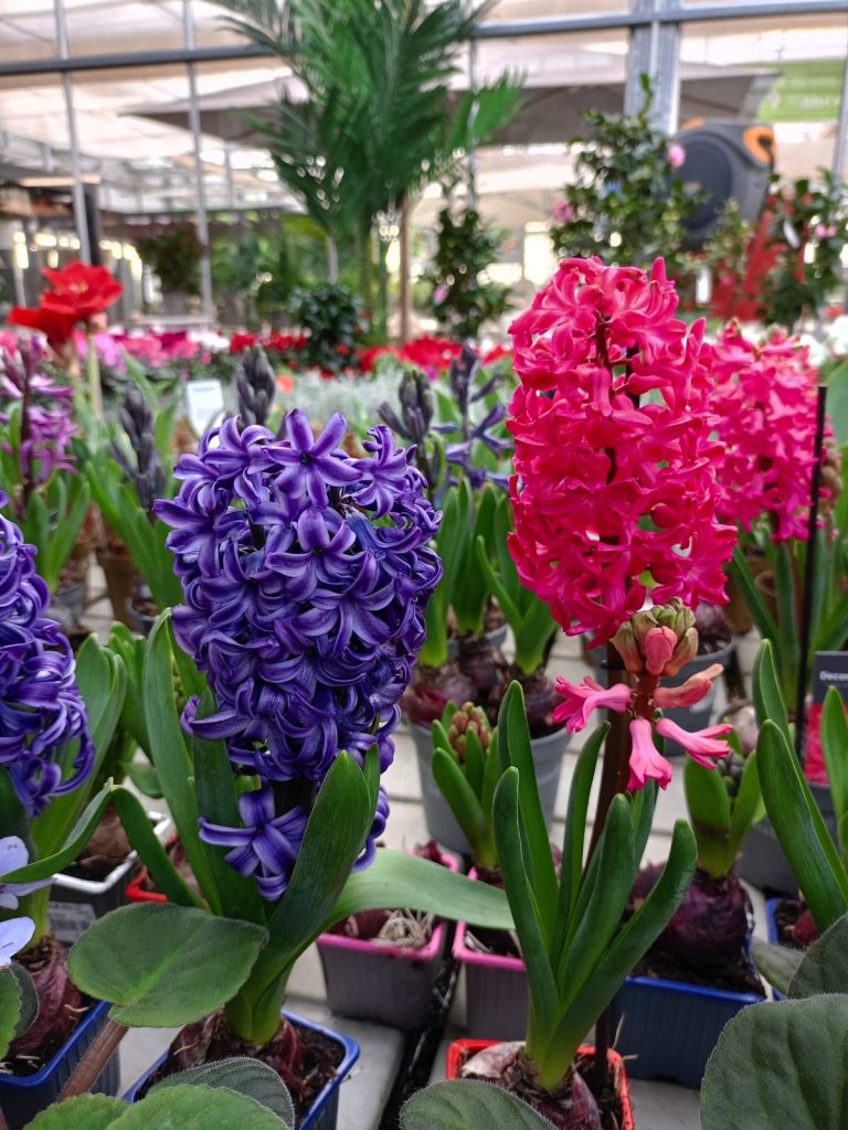 Cellilli Garden Store