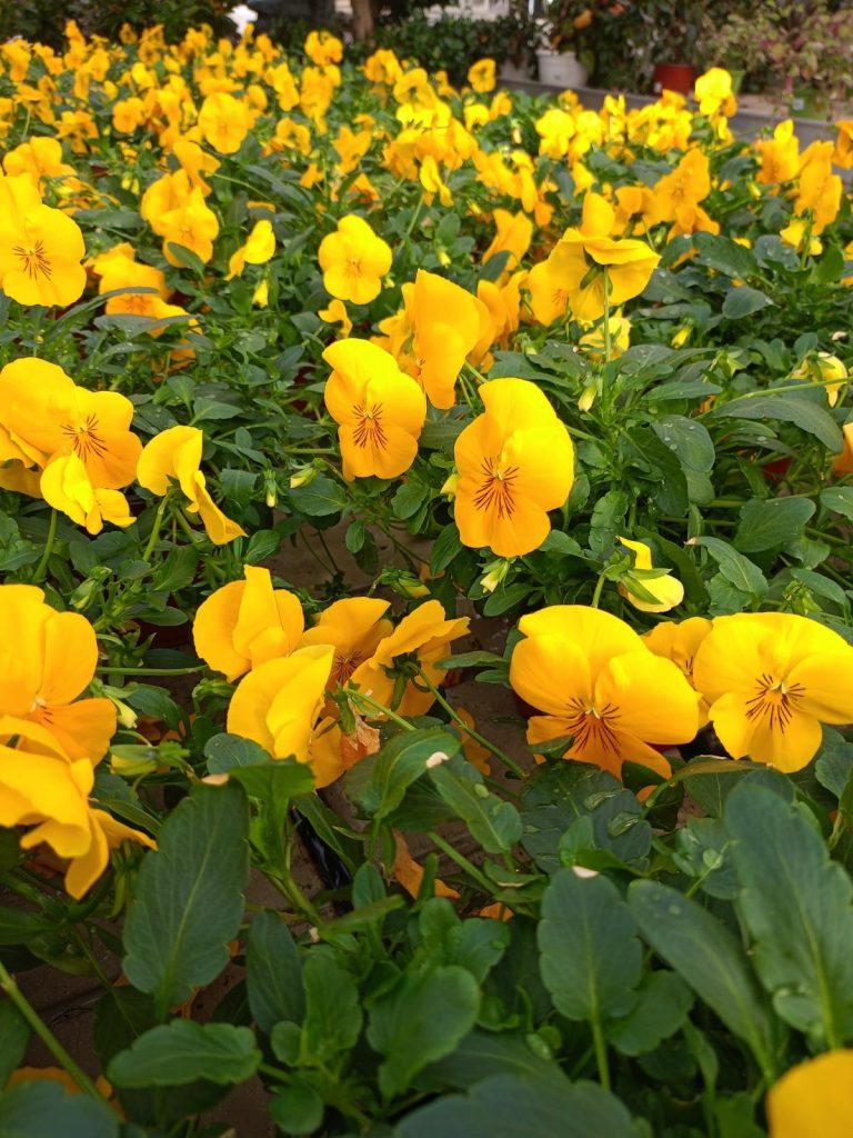 Cellilli Garden Store