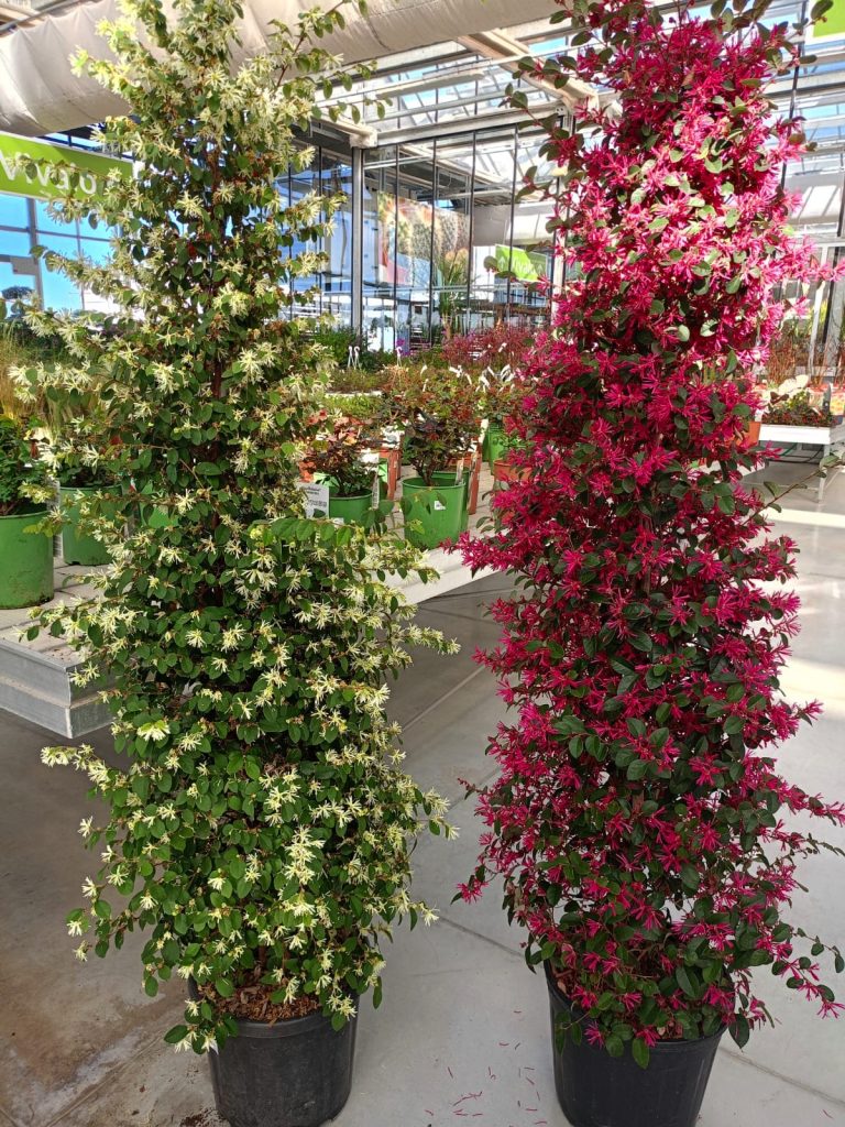 Cellilli Garden Store