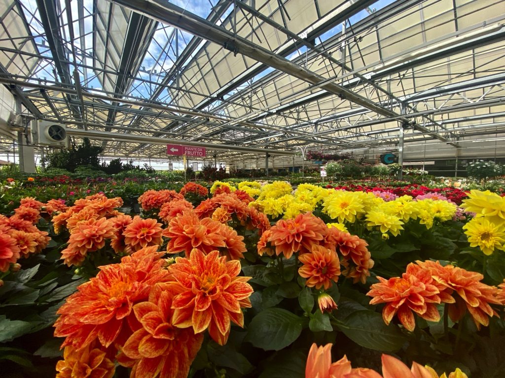 Mondo Verde Garden