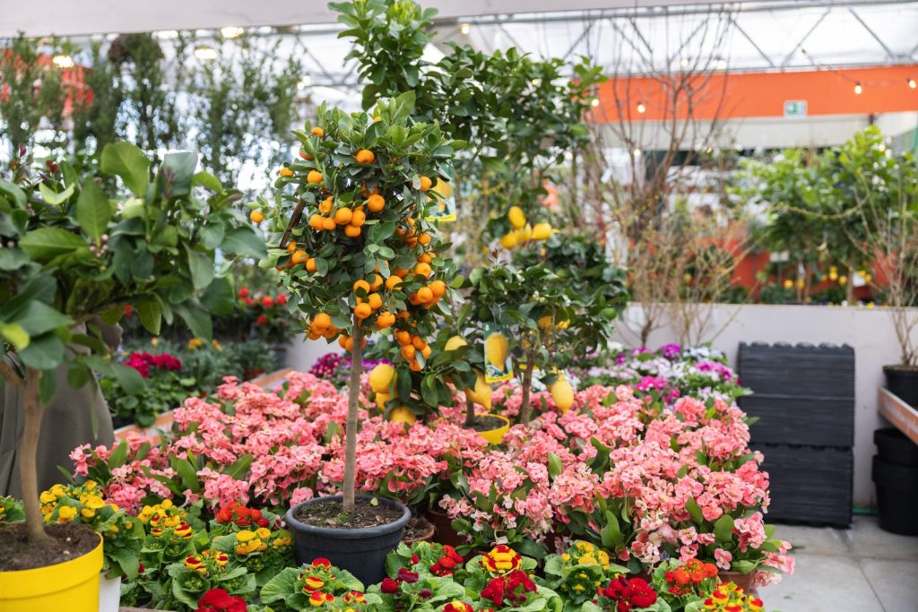 Nicora Garden