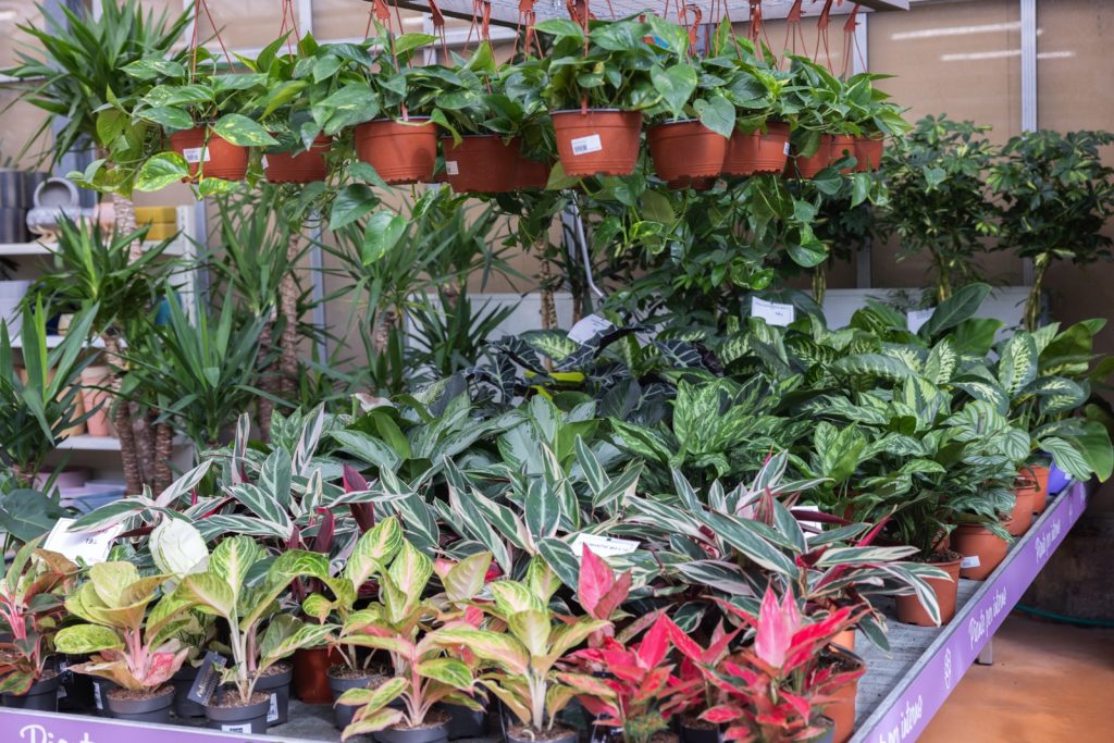 Nicora Garden