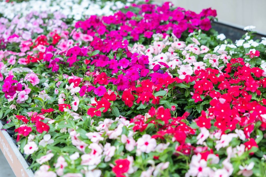 Nicora Garden