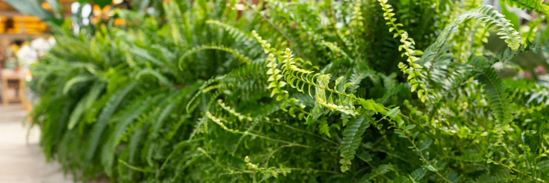 Segantini Garden Center